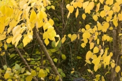 Fall Leaves-18